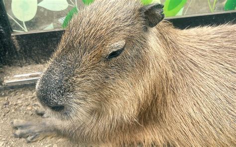 what is the capital city of japan|Zoo on Japan’s Izu Peninsula is well worth the drive from greater .
